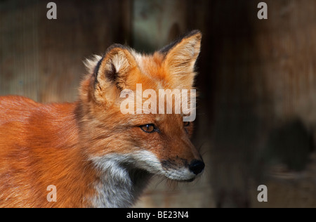 Close-up di una volpe rossa Foto Stock