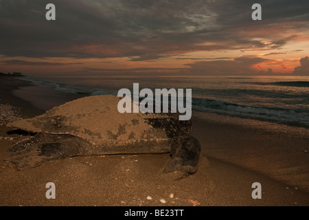 Il più grande rettile al mondo - un liuto tartaruga di mare al sorgere del sole lungo una spiaggia della Florida Foto Stock