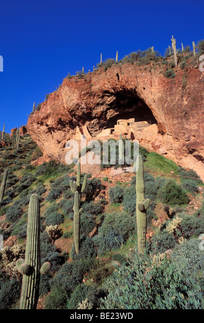 La luce del mattino su cactus Saguaro e minore Tonto rovine (Salado indiani), tonto monumento nazionale, Arizona Foto Stock