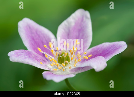 Legno Anemone Anemone nemorosa , Kent REGNO UNITO modulo rosa Foto Stock