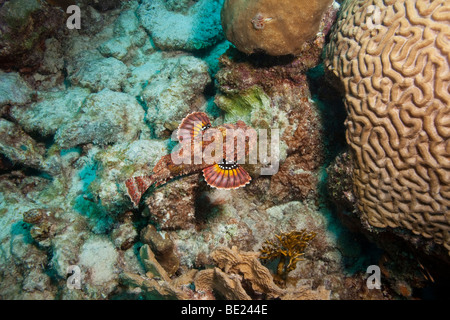 Avvistato Scorfani (Scorpaena plumieri) nuoto, Bonaire, Antille olandesi Foto Stock