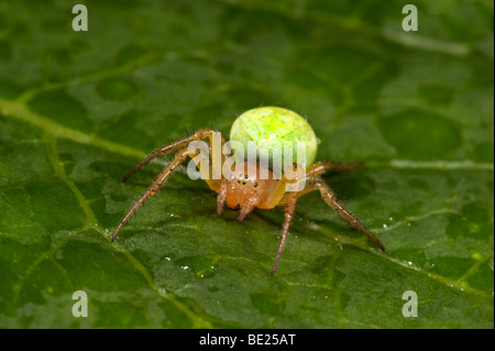 Il cetriolo o verde Orb Weaver Spider Araniella cucurbitina su foglie in giardino verde brillante addome Foto Stock