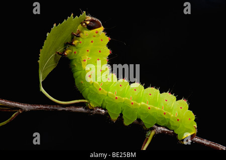 Luna o Luna Moth Caterpillar Actias luna larve alimentazione su Betulla foglie verde brillante Foto Stock