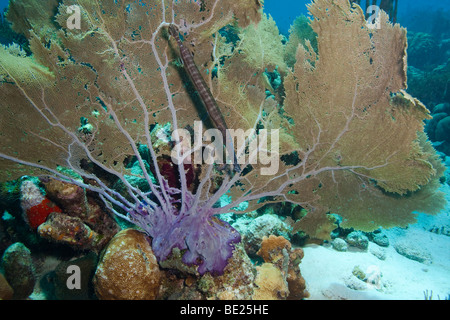 Trumpetfish (Aulostomus maculatus) nascondersi dietro un mare comune ventola (Gorgonia ventalina) Foto Stock