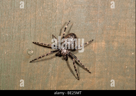 Noce Orb Weaver Spider nuctenea umbratica nocturnat sul pannello di recinzione in giardino di notte Foto Stock