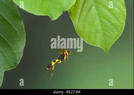 Campo Digger Wasp Mellinus arvense In volo il volo libero ad alta velocità tecnica fotografica Foto Stock