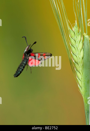 Sei Spot Burnett falena Zygaena filipendulae In volo il volo libero ad alta velocità tecnica fotografica il giorno 6 Foto Stock