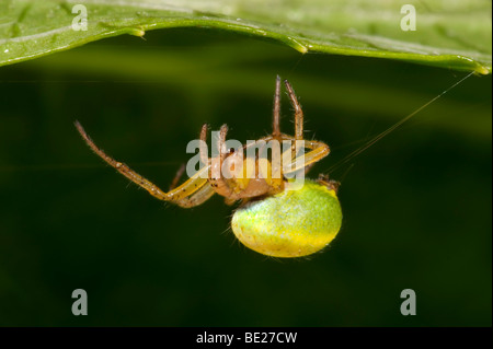 Il cetriolo o verde Orb Weaver Spider Araniella cucurbitina web di filatura sotto la balestra in giardino verde brillante addome Foto Stock