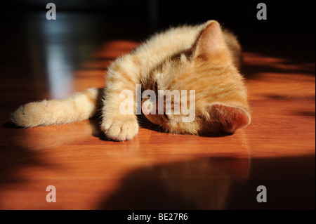 Red Babycat sdraiati al sole Foto Stock