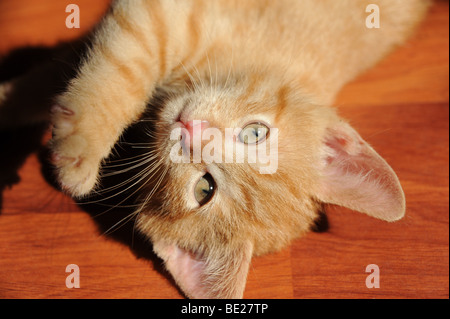 Red Babycat sdraiati al sole Foto Stock