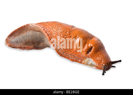 Un rosso slug (Arion rufus) fotografato in studio. Limace rouge (Arion rufus) photographiée en studio. Foto Stock