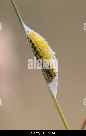 Sei spot burnett moth caterpillar; Zygaena filipendulae stephensi; rendendo cocoon Foto Stock