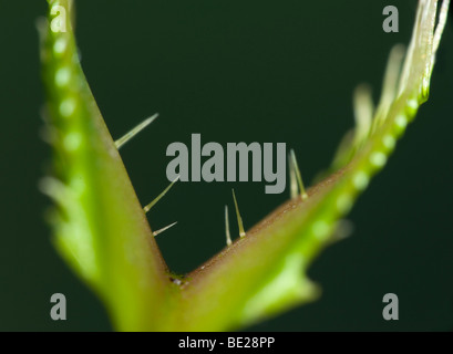 Acchiappamosche al Dionaea muscipula che mostra i peli di trigger Foto Stock