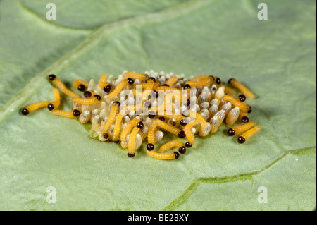 Grandi o cavolo bianco uova a farfalla con recentemente in tratteggio i bruchi Sarcococca brassicae Foto Stock