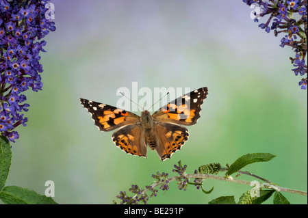 Dipinto di Lady Butterfly Cynthia cardui adulto in volo ad alta velocità tecnica fotografica sorvolano buddelia migrante a REGNO UNITO Foto Stock