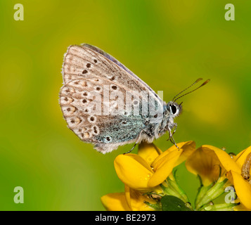 Blu comune Polyommatus icarus in appoggio sul piede di Uccelli Fiore di trifoglio Foto Stock