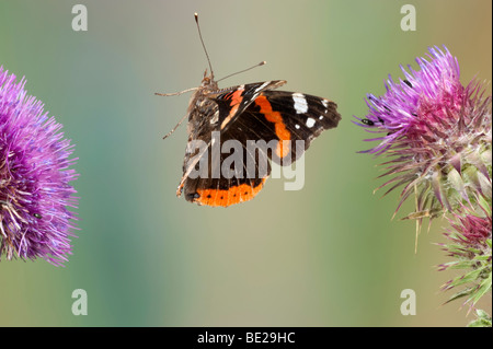 Red Admiral Butterfly Vanessa Atalanta In volo il volo libero ad alta velocità tecnica fotografica Foto Stock