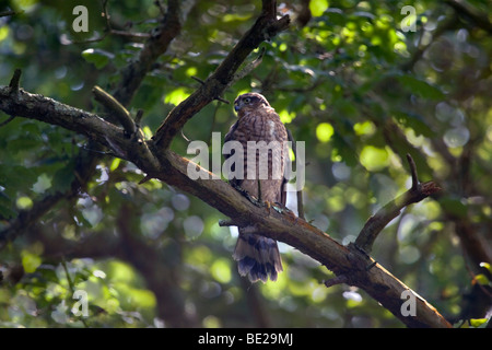 Sparviero; Accipiter nisus; capretti nella struttura ad albero Foto Stock