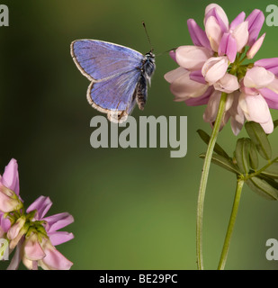 Comune di Blue Butterfly Polyommatus icarus maschio in volo ad alta velocità tecnica fotografica Foto Stock