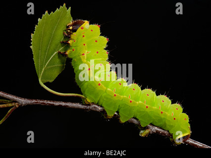 Luna o Luna Moth Caterpillar Actias luna larve alimentazione su Betulla foglie verde brillante Foto Stock