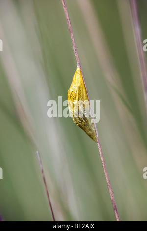 Sei spot burnett moth caterpillar; Zygaena filipendulae stephensi; a Bozzolo Foto Stock