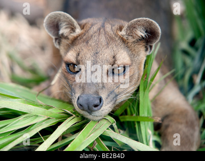 Fossa Cryptoprocia ferox minacciate di estinzione CITES APPENDICE II più grande mammifero carnivoro del Madagascar ritratto faccia captive endemiche Foto Stock