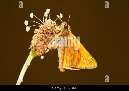 Piccola Skipper Butterfly Thymelicus sylvestris in appoggio sul Plantin retroilluminazione dei fiori Foto Stock