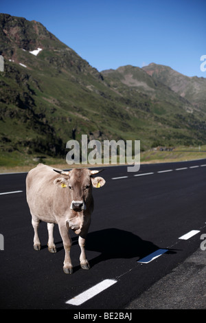 Una mucca sorge nella strada fino a Vallnord ski resort nel Principato di Andorra nel periodo estivo Foto Stock