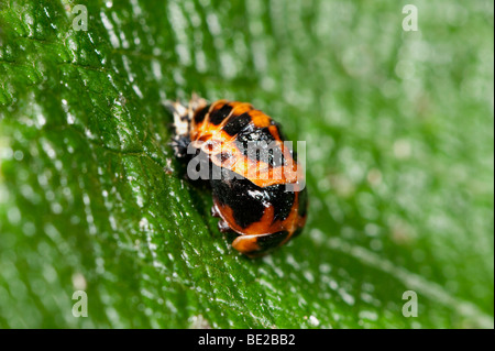 Harlequin Ladybird pupe Harmonia axyridis sulla foglia nella garden REGNO UNITO Foto Stock