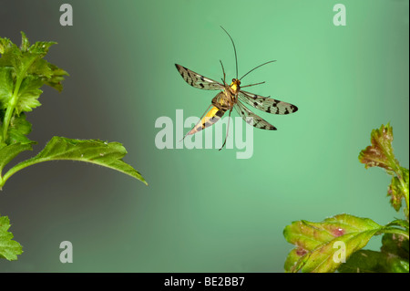 Scorpionfly Panorpa communis femmina in volo il volo libero ad alta velocità tecnica fotografica Foto Stock