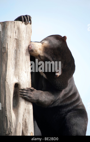 Sun: la malese Bear Helarctos malayanus orso più piccolo al mondo Foto Stock