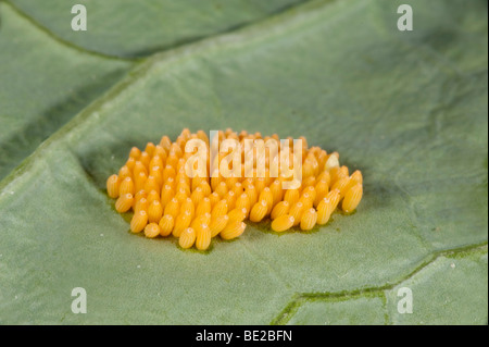 Grandi o cavolo bianco Uova di farfalla Sarcococca brassicae prevista sulla pianta ospite di foglia di cavolo giallo gruppo cluster macro Foto Stock