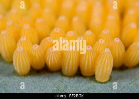 Grandi o cavolo bianco Uova di farfalla Sarcococca brassicae prevista sulla pianta ospite di foglia di cavolo giallo gruppo cluster macro Foto Stock