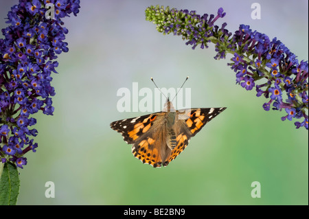 Dipinto di Lady Butterfly Cynthia cardui adulto in volo ad alta velocità tecnica fotografica sorvolano buddelia migrante a REGNO UNITO Foto Stock