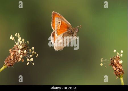 Small Heath Butterfly Coenonympha pamphilus In volo il volo libero ad alta velocità tecnica fotografica Foto Stock