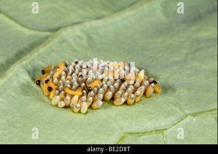 Grandi o cavolo bianco uova a farfalla con recentemente in tratteggio i bruchi Sarcococca brassicae Foto Stock