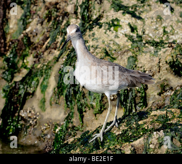 Un uccello di filetto - Catoprophorus semipalmatus, visto qui in piedi sulla riva. Foto Stock