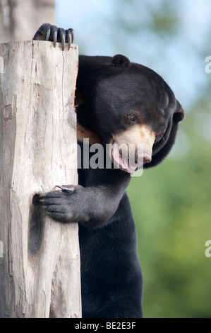 Sun: la malese Bear Helarctos malayanus orso più piccolo al mondo Foto Stock