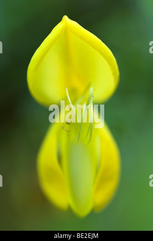 Meadow Vetchling Lathyrus pratensis Stodmarsh Kent close up fiore giallo Foto Stock