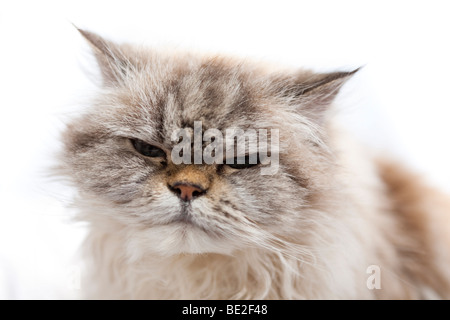 Sedicenne persiano gatto pet in posizione di ubicazione, casa del Regno Unito Foto Stock