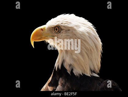 Testa di aquila calva isolate su uno sfondo nero Foto Stock