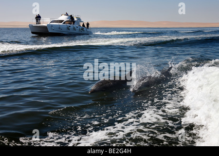 Imbarcazione turistica con bottiglia di delfini dal naso di Walvis Bay in Namibia Foto Stock