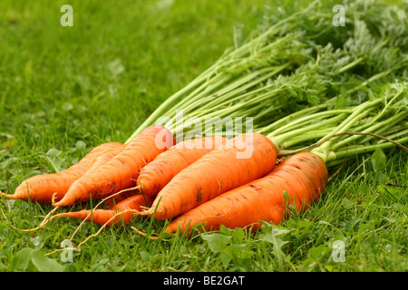 Appena raccolti freschi Carote organico in erba Foto Stock