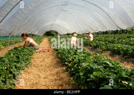 Oriente i lavoratori europei raccolta fragole in poli gallerie Foto Stock