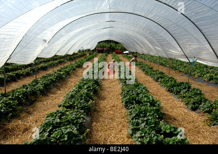 Oriente i lavoratori europei raccolta fragole in poli gallerie Foto Stock