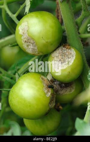 La tignola del pomodoro (Lacanobia oleracea) caterpillar danni per i frutti di pomodoro Foto Stock