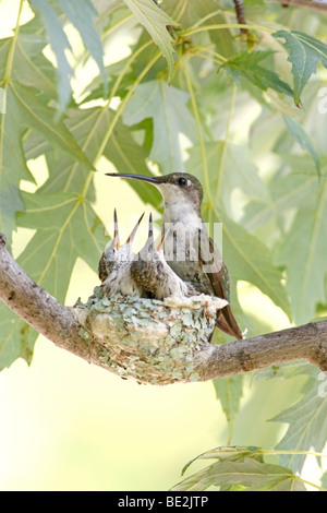 Ruby throated Hummingbird Nest con nidiacei e femmina adulta - Verticale Foto Stock