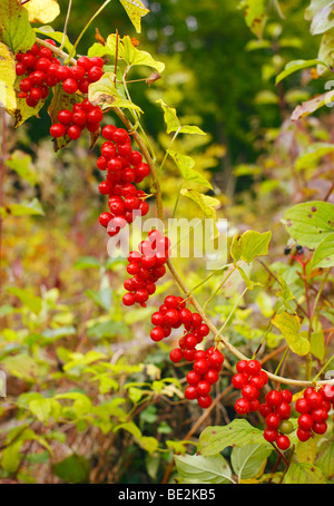 Bryony nero Tamus communis. Foto Stock