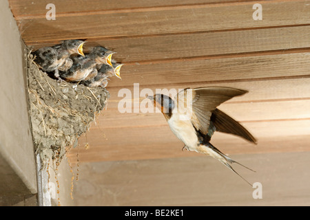 Barn Swallow a nido Foto Stock