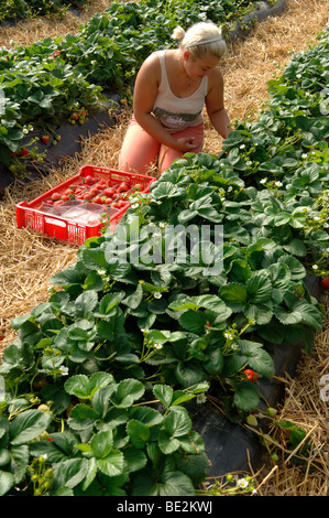 Oriente i lavoratori europei raccolta fragole in poli gallerie Foto Stock